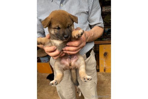 成約済の広島県の柴犬-336951の2枚目