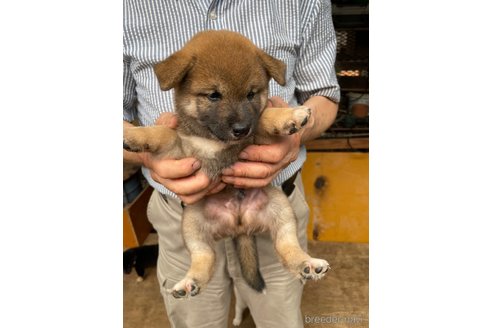 成約済の広島県の柴犬-336951の4枚目