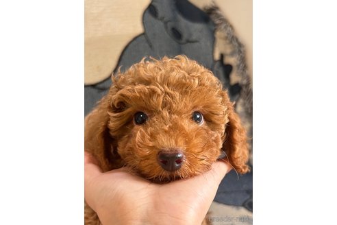 成約済の大阪府のトイプードル-317957の5枚目