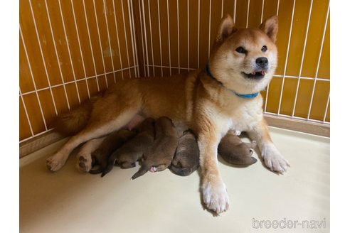 コトちゃん1枚目