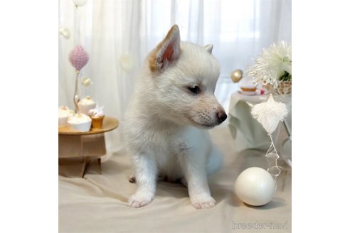 成約済の北海道の柴犬-332174の6枚目