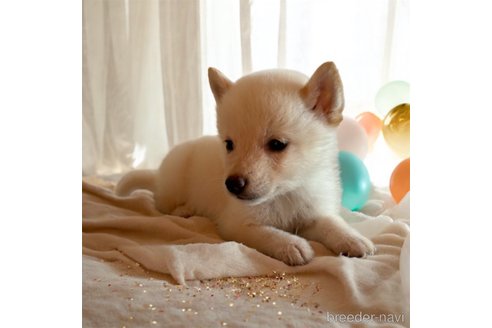 成約済の北海道の柴犬-332174の4枚目