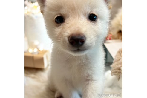 成約済の北海道の柴犬-332174の2枚目