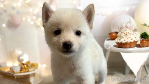 成約済の北海道の柴犬-332174の1枚目