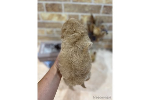 成約済の和歌山県のマルプー:マルチーズ×トイプードル-329367の3枚目