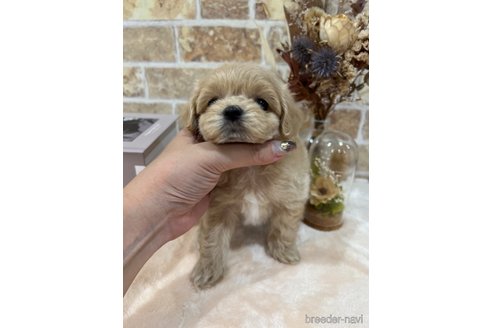 成約済の和歌山県のマルプー:マルチーズ×トイプードル-329367の5枚目