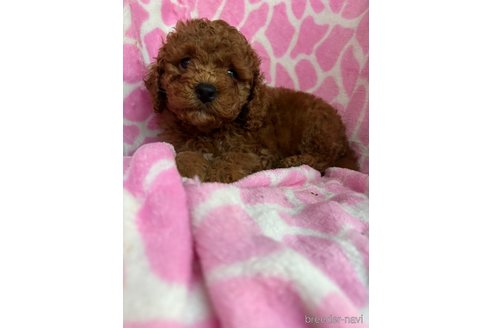 成約済の茨城県のコッカプー:アメリカンコッカースパニエル×トイプードル-331025の19枚目