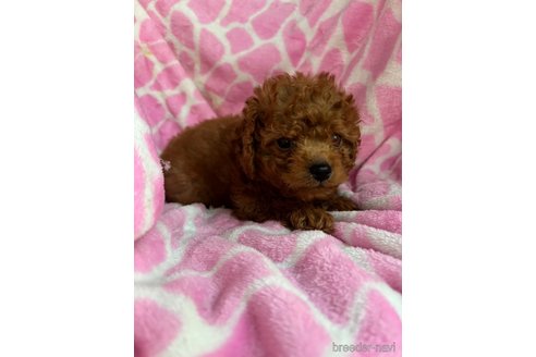 成約済の茨城県のコッカプー:アメリカンコッカースパニエル×トイプードル-331023の36枚目