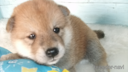 成約済の埼玉県の柴犬-336983の5枚目