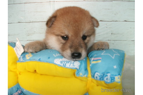 成約済の埼玉県の柴犬-336983の4枚目