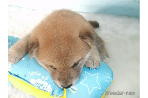 成約済の埼玉県の柴犬-336983の3枚目