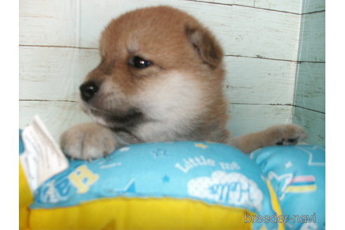 成約済の埼玉県の柴犬-336983の2枚目