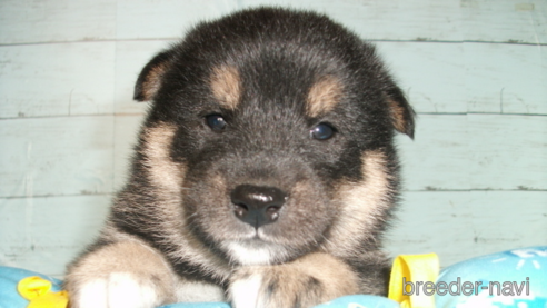 成約済の埼玉県の柴犬-336986の1枚目