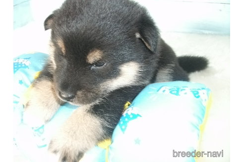 成約済の埼玉県の柴犬-336986の5枚目