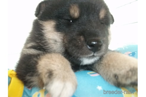 成約済の埼玉県の柴犬-336986の2枚目
