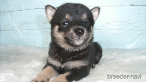 成約済の埼玉県の柴犬-336987の1枚目