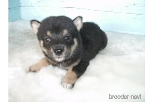 成約済の埼玉県の柴犬-336987の3枚目