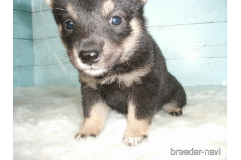 成約済の埼玉県の柴犬-336987の2枚目