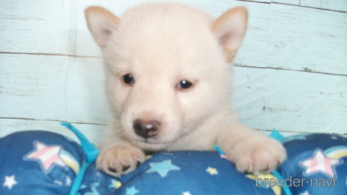 成約済の埼玉県の柴犬-336993の1枚目