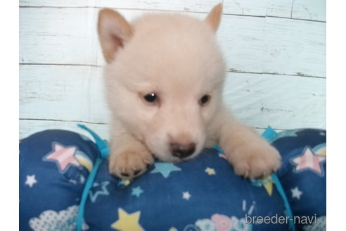 成約済の埼玉県の柴犬-336993の3枚目
