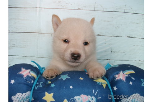成約済の埼玉県の柴犬-336993の2枚目