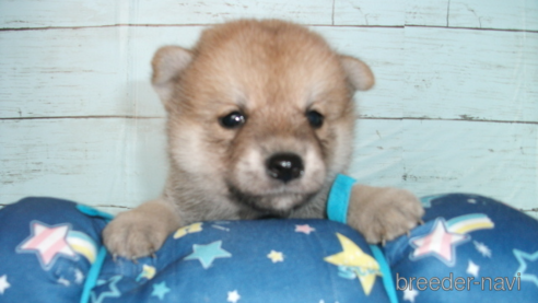 成約済の埼玉県の柴犬-336997の1枚目
