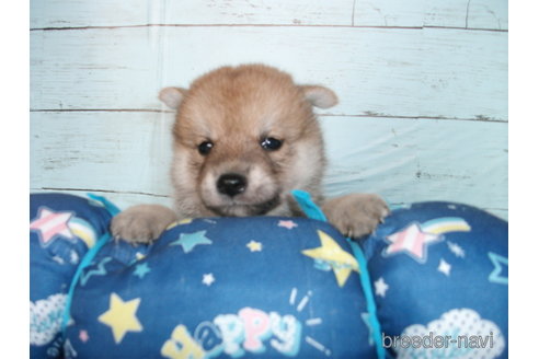 成約済の埼玉県の柴犬-336997の5枚目