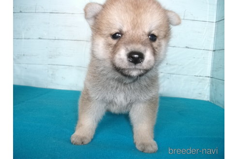 成約済の埼玉県の柴犬-336997の4枚目