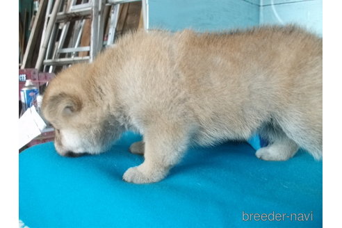成約済の埼玉県の柴犬-336997の2枚目