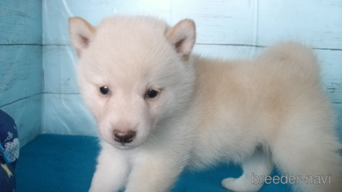 成約済の埼玉県の柴犬-336999の1枚目