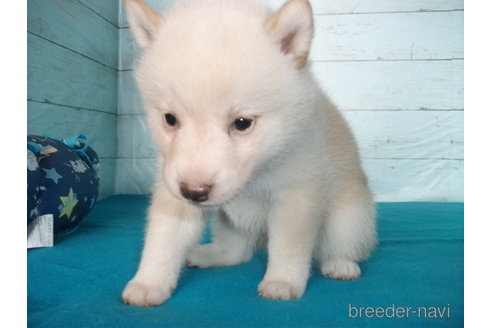 成約済の埼玉県の柴犬-336999の4枚目