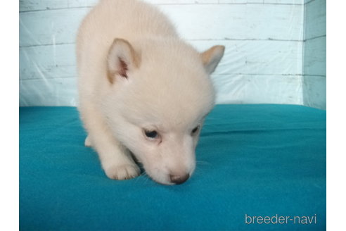 成約済の埼玉県の柴犬-336999の3枚目