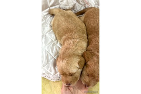 成約済の愛知県のラブラドゥードル:ラブラドールレトリーバー×プードル-337027の9枚目