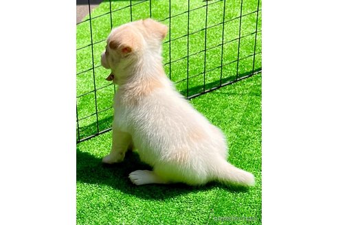 成約済の埼玉県のジャックラッセルテリア-336663の3枚目