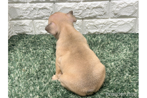 成約済の愛知県のフレンチブルドッグ-335163の4枚目