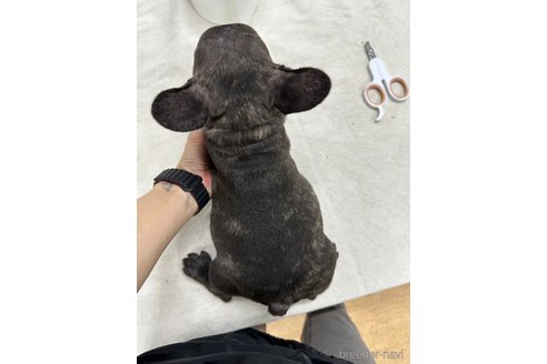 成約済の千葉県のフレンチブルドッグ-335042の3枚目