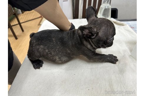 成約済の千葉県のフレンチブルドッグ-335042の5枚目