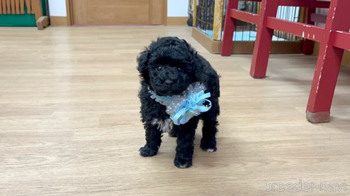 成約済の愛知県のトイプードル-331824の10枚目