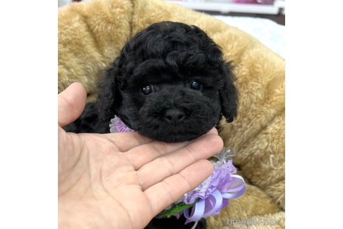 成約済の愛知県のトイプードル-331956の5枚目
