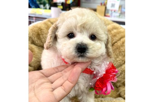 成約済の愛知県のトイプードル-331823の4枚目
