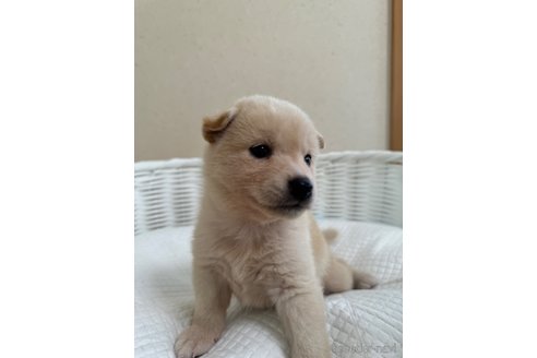 成約済の兵庫県の豆柴-337050の2枚目