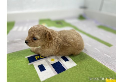 成約済の愛知県のその他の犬種-337053の5枚目