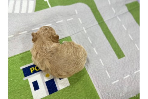 成約済の愛知県のその他の犬種-337053の2枚目