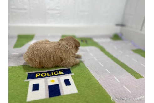 成約済の愛知県のその他の犬種-337053の3枚目