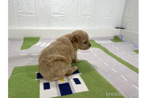 成約済の愛知県のその他の犬種-337053の4枚目