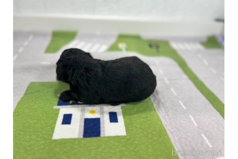 成約済の愛知県のその他の犬種-337055の5枚目