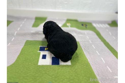 成約済の愛知県のその他の犬種-337055の6枚目