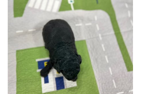 成約済の愛知県のその他の犬種-337055の2枚目