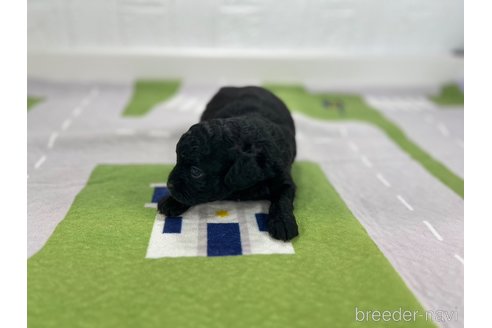 成約済の愛知県のその他の犬種-337055の3枚目