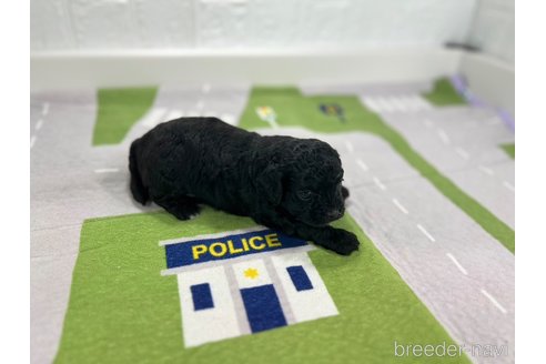 成約済の愛知県のその他の犬種-337055の4枚目